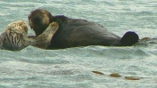 PICTURES/Morro Bay - Otters & Surf/t_Otters28.JPG